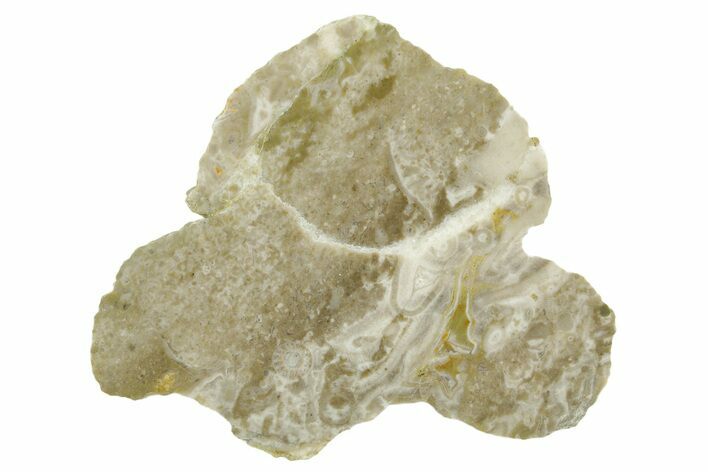 Polished Cambrian Sponge (Archaeocyatha) Fossil - Russia #363035